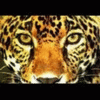 Аватар для тигр