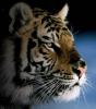 Аватар для watching tiger