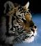 Аватар для watching tiger