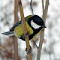 titmouse