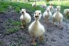 Аватар для Geese
