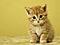 PetitChat