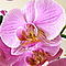 senucia