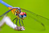 Аватар для Dragon Fly