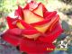 Аватар для roses