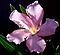 Oleander