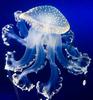 Аватар для Jellyfish
