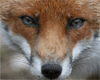 Аватар для RedFox